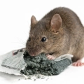 trutka-na-myszy-i-szczury-najmocniejsza-pasta-na-gryzonie-black-killer-strong-ratmix.webp