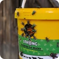 pulapka-na-muchy-strong-muchy-wchodza-do-srodka.webp