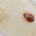 strong-insect-blocker-polymer-srodek-do-oprysku-na-pluskwy-zalepiona-kwadrat.webp