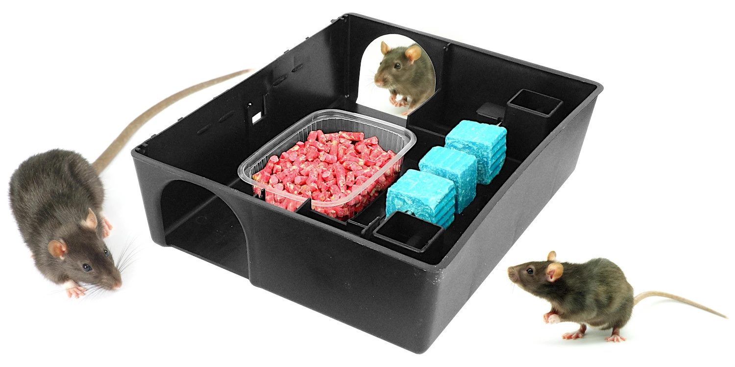 Czarna stacja deratyzacyjna z czerwoną i niebieską trutką w środku, wokół trzy szczury zainteresowane zawartością.