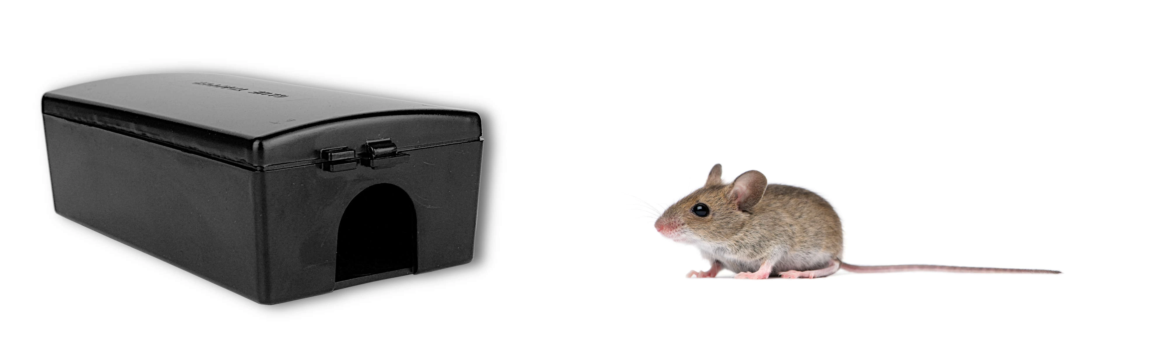Zamknięta czarna stacja deratyzacyjna z wejściem w kształcie łuku, obok niej mysz domowa na białym tle.