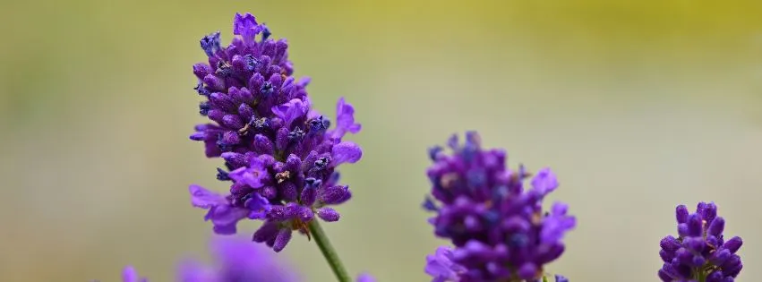 Kwiaty lawendy z bliska, fioletowe kwiatostany lawendy w ogrodzie, naturalna uprawa lawendy.