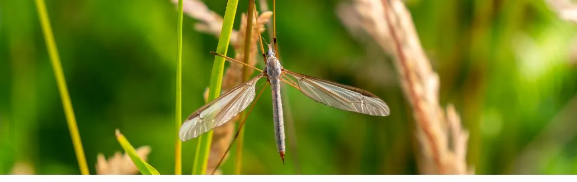 Koziułka warzywna Tipula oleracea wśród traw i roślin