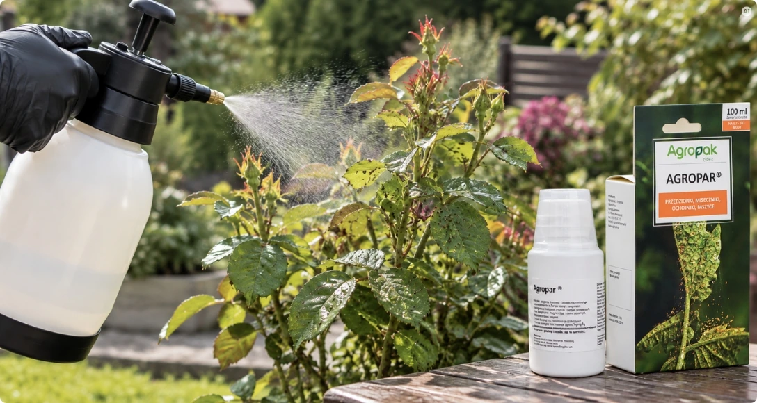 Preparat Agropar 100 ml i opryskiwacz podczas oprysku porażonego krzewu róży w ogrodzie.