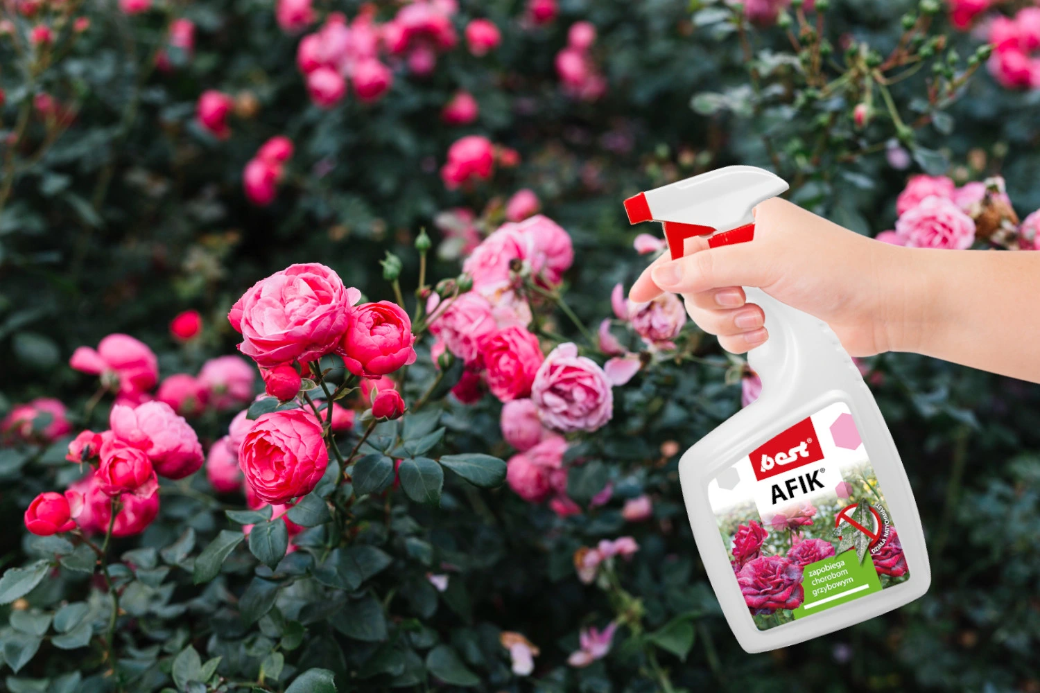 Ręka trzymająca spray Best AFIK podczas opryskiwania róż w ogrodzie; preparat zapobiega chorobom grzybowym.