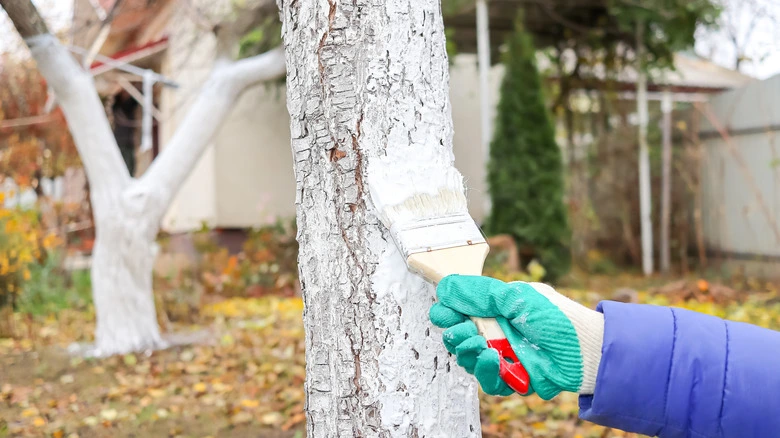Bielenie drzew owocowych wapnem w sadzie – malowanie pni drzew pędzlem jako ochrona przed pękaniem kory zimą