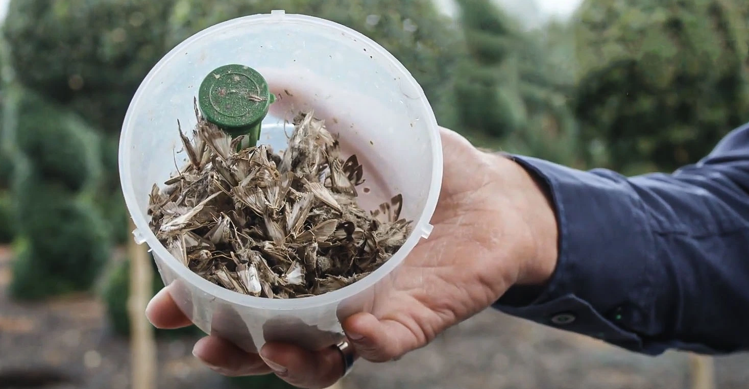 Pojemnik pułapki feromonowej wypełniony martwymi motylami ćmy bukszpanowej, trzymany w dłoni.
