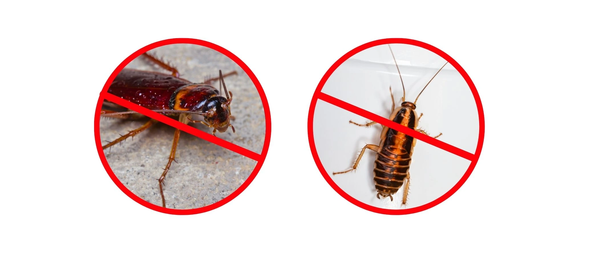 Dwa zdjęcia karaluchów przekreślone czerwonym symbolem zakazu – ilustracja odstraszania i zwalczania insektów.