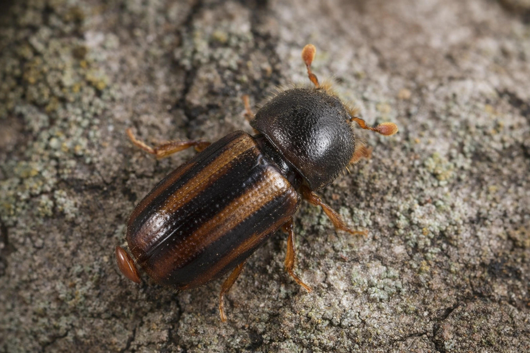 Drwalnik paskowany na korze drzewa – dorosły chrząszcz szkodnik drewna z charakterystycznymi paskami