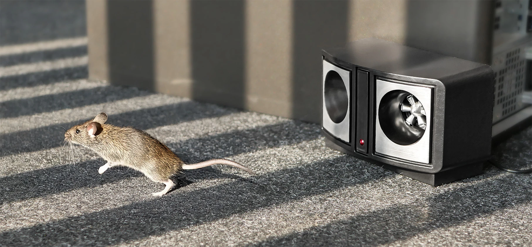 Mysz uciekająca od włączonego ultradźwiękowego odstraszacza gryzoni ustawionego na podłodze przy ścianie.