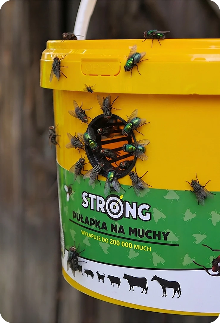 Żółto-zielona pułapka na muchy STRONG z wieloma muchami przy otworze wlotowym.