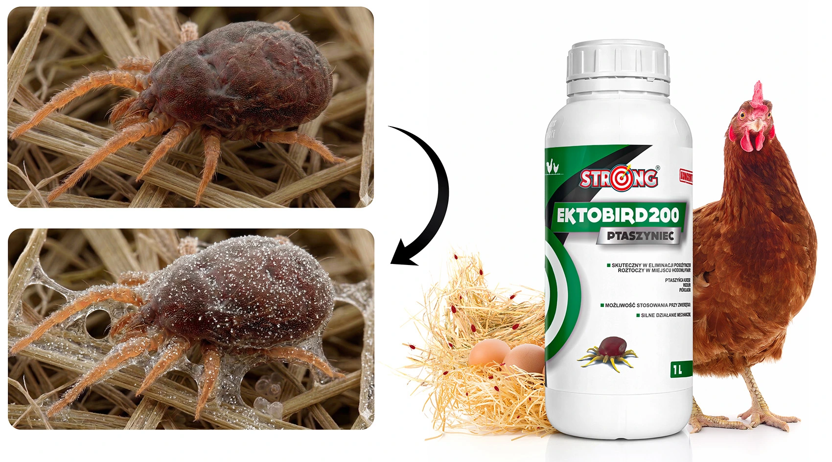 roztocze przed i po działaniu preparatu oraz produkt Ektobird 200 z kurą i gniazdem z jajami, strzałka pokazuje efekt działania