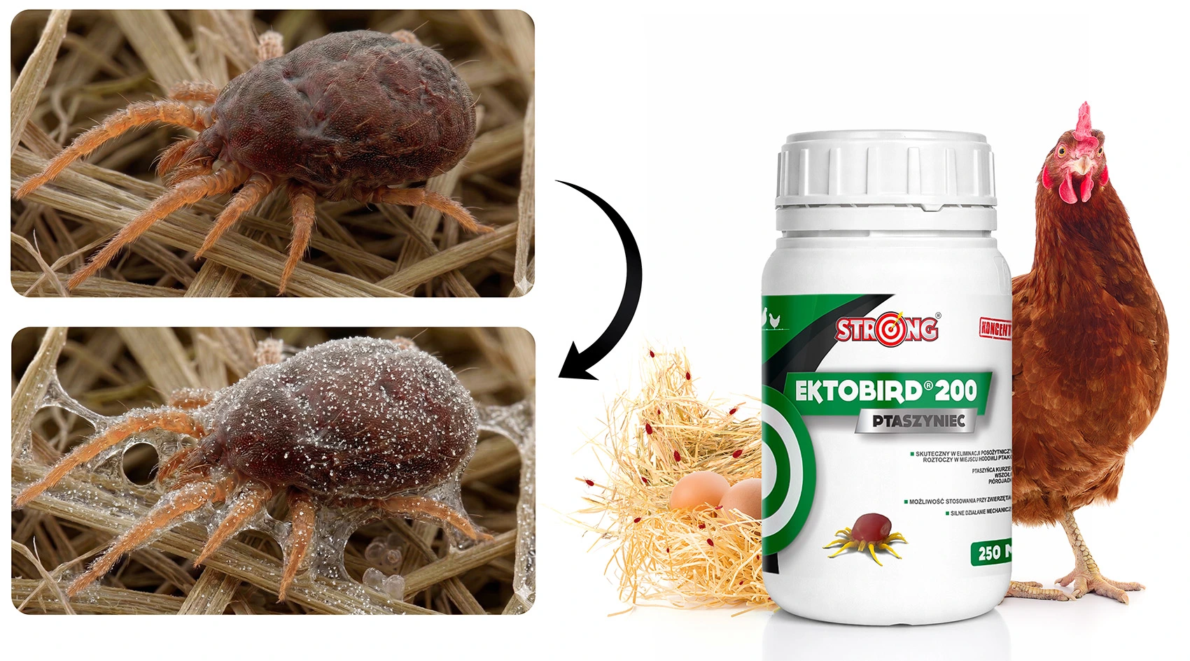 roztocze przed i po działaniu preparatu oraz produkt Ektobird 200 z kurą i gniazdem z jajami, strzałka pokazuje efekt działania
