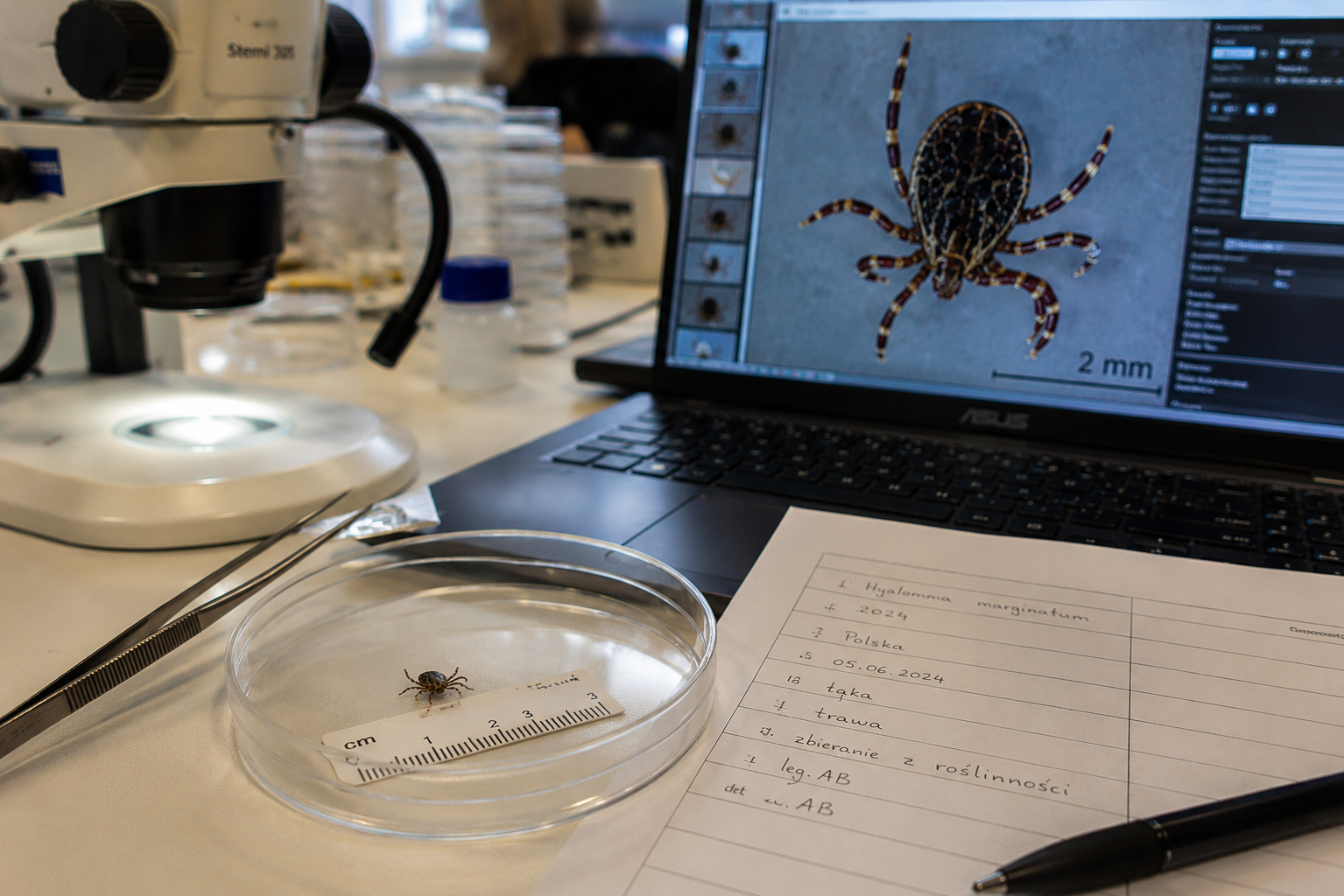 Laboratoryjna identyfikacja kleszcza Hyalomma marginatum – okaz w szalce Petriego obok mikroskopu i zdjęcia powiększonego na ekranie komputera