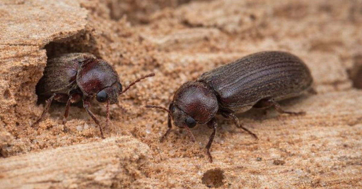 Kołatek domowy w drewnie – dorosłe chrząszcze przy otworze wylotowym, szkodnik drewna w domu.