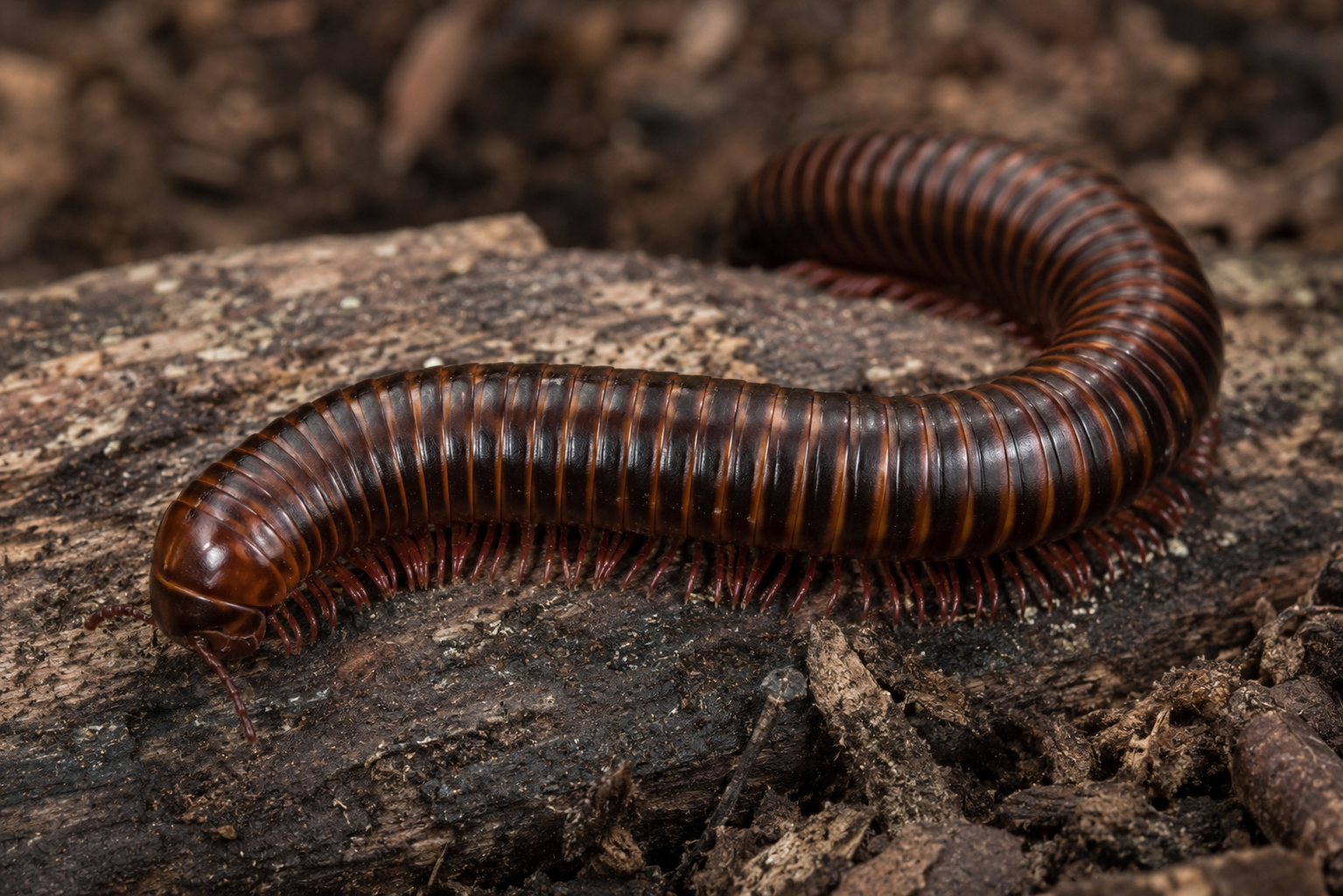 Krocionóg z gromady dwuparców (Diplopoda) na próchniejącym drewnie