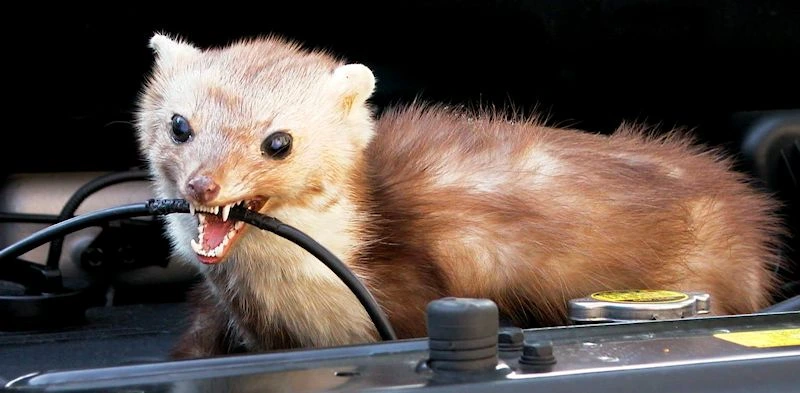 Kuna w komorze silnika, gryzie przewód – przykład szkód, jakie mogą wyrządzać gryzonie w pojazdach.