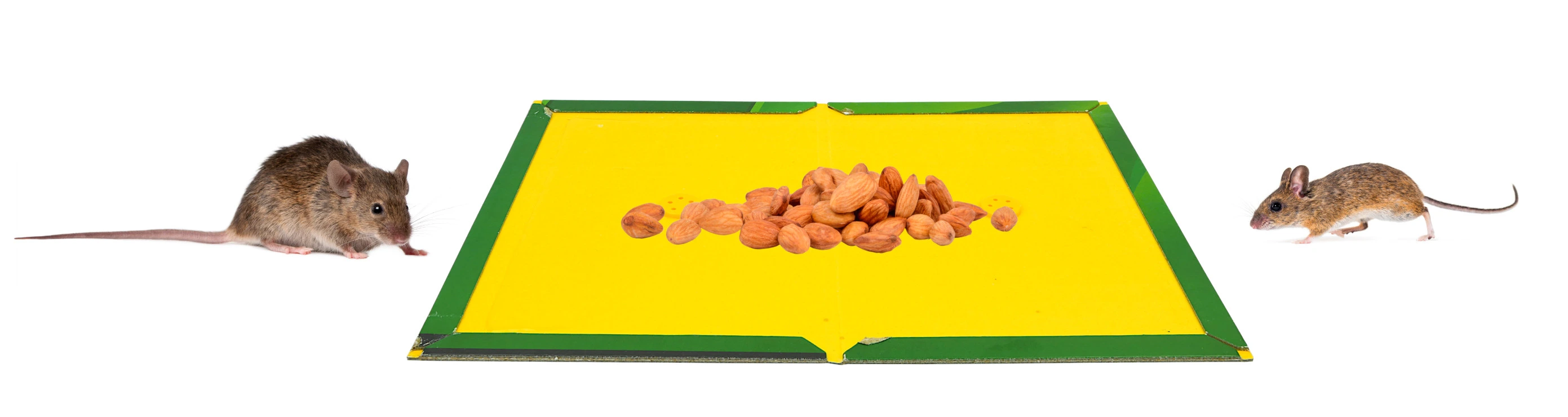 Dwie myszy zbliżają się do lepnej pułapki z zieloną ramką, na której środku leży przynęta w postaci migdałów.
