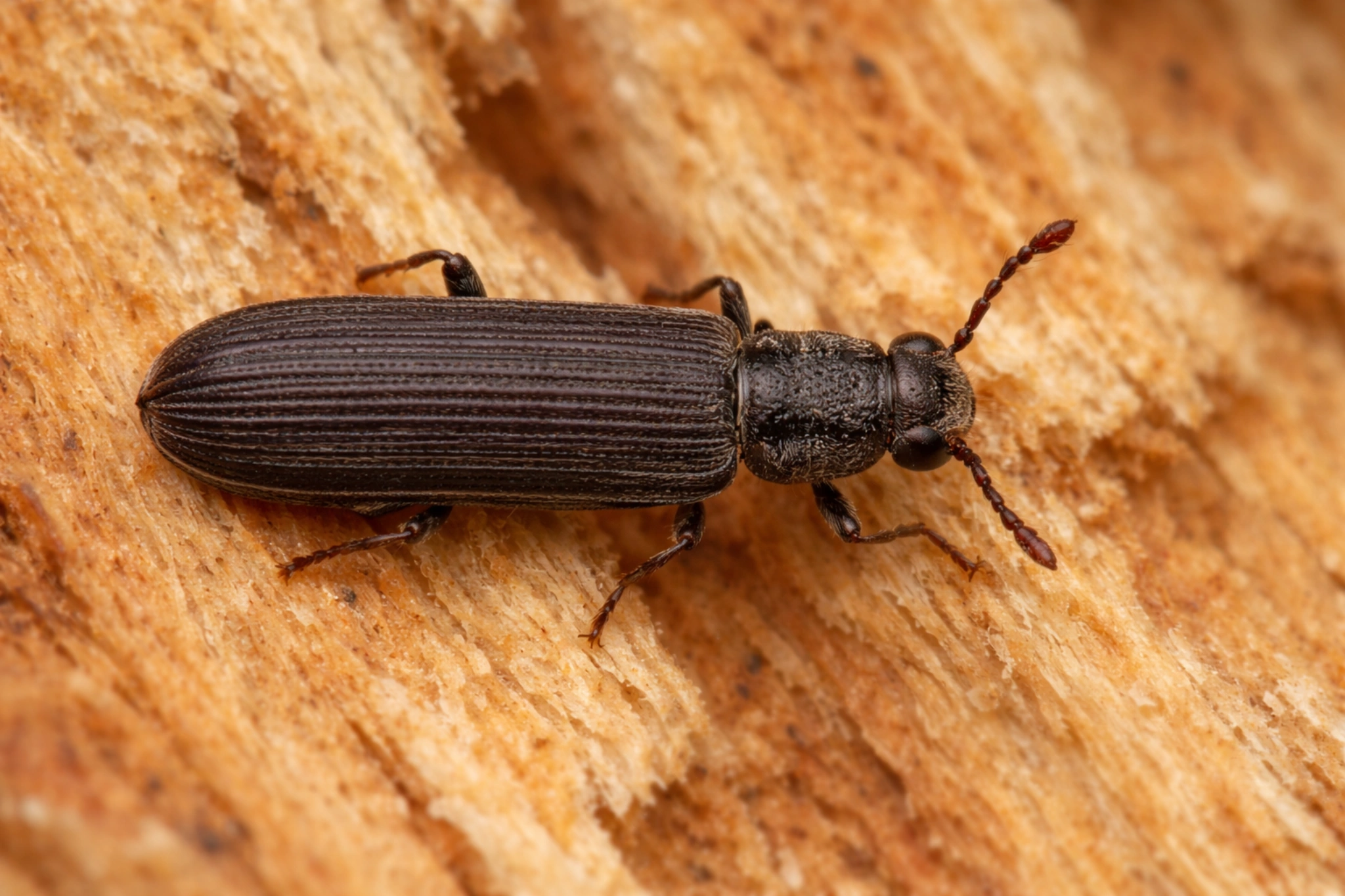 Miazgowiec brunatny na drewnie – dorosły chrząszcz szkodnik drewna z podłużnym ciałem