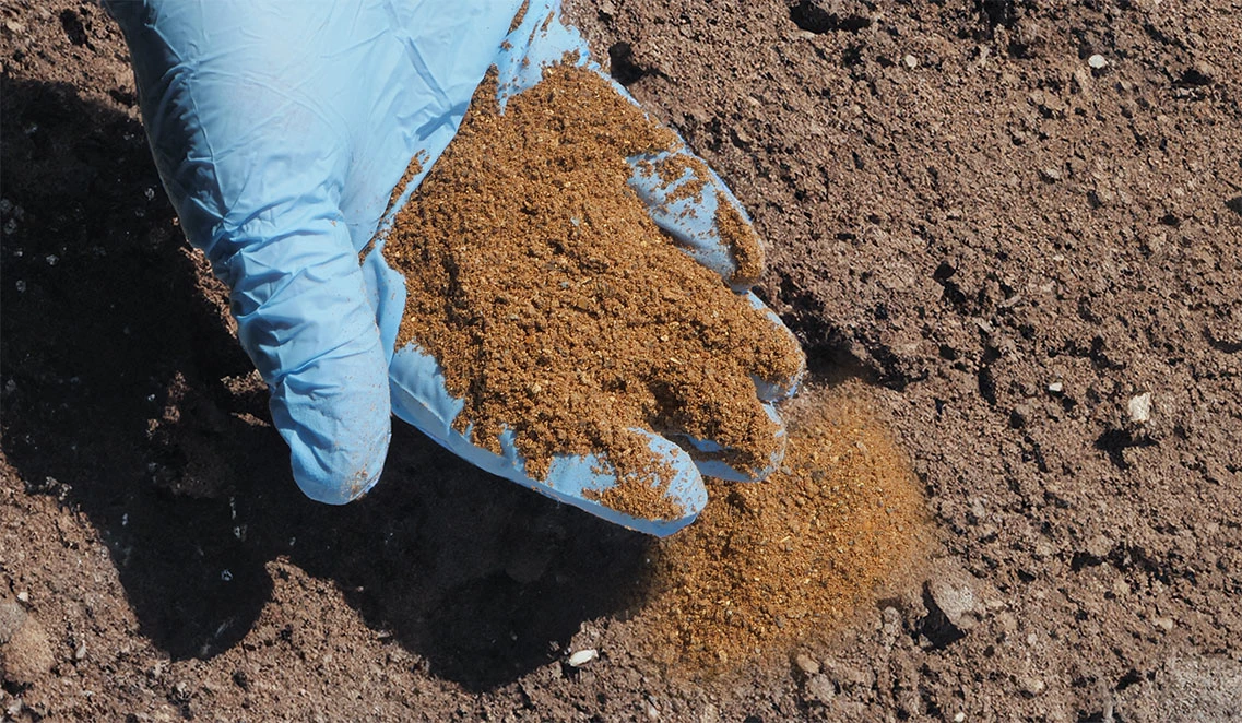 Zdjęcie przedstawia osobę w niebieskiej rękawiczce nabierającą brązowy nawóz soltex.