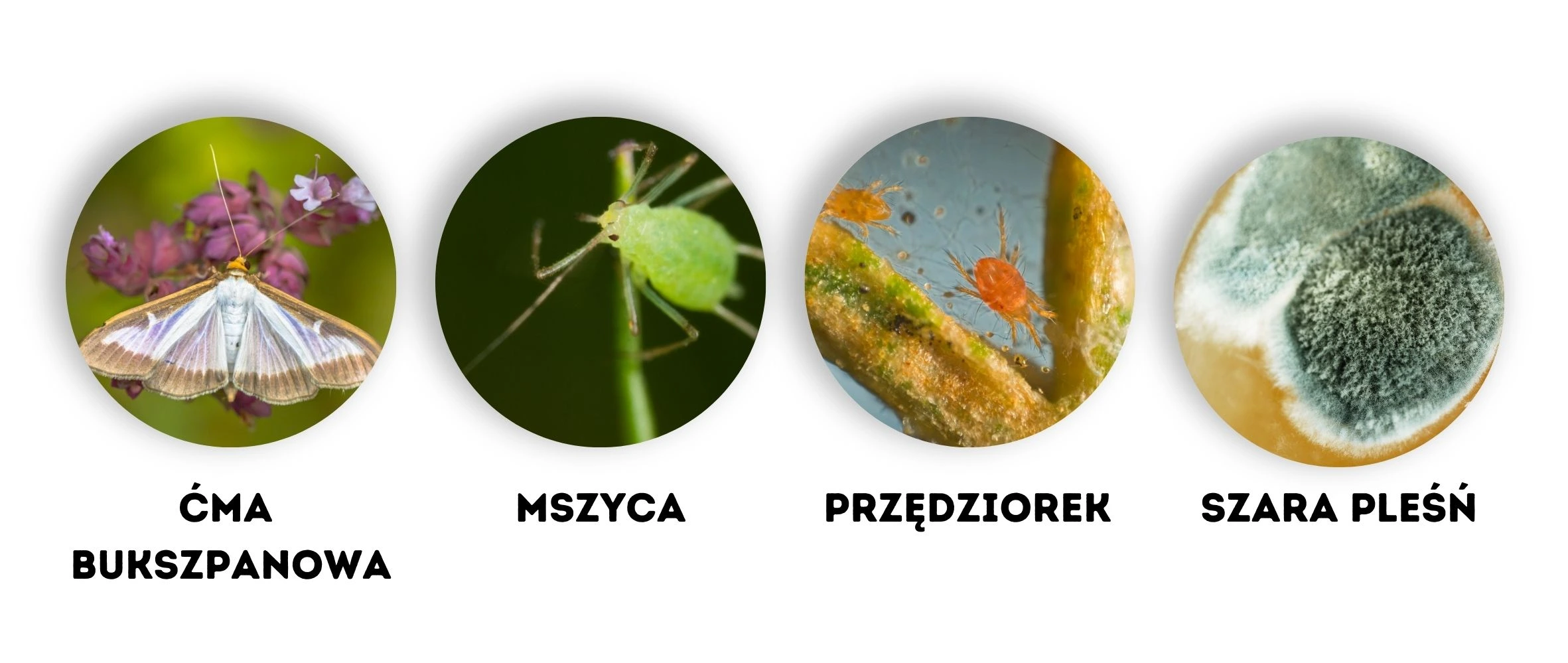 Zbliżenia czterech popularnych szkodników i chorób roślin: ćma bukszpanowa, mszyca, przędziorek i szara pleśń, z podpisami pod każdym zdjęciem.