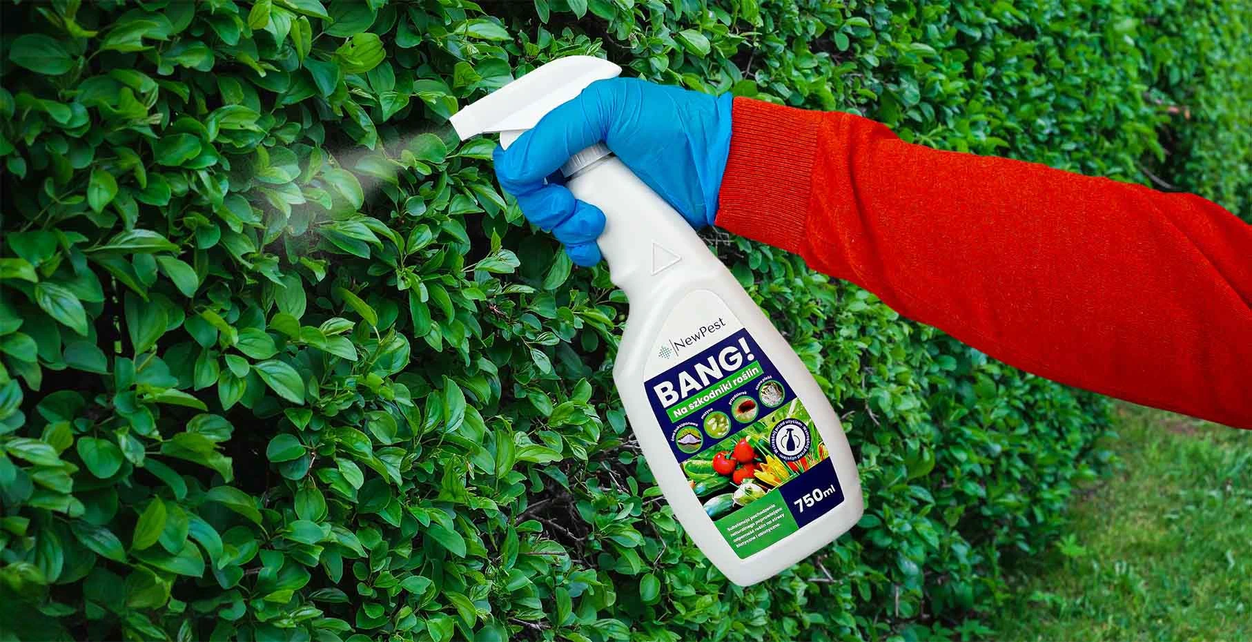 Preparat NewPest BANG! w sprayu (750 ml), stosowany na szkodniki roślin. Widoczny w użyciu na zielonym żywopłocie, trzymany przez osobę w niebieskiej rękawiczce.