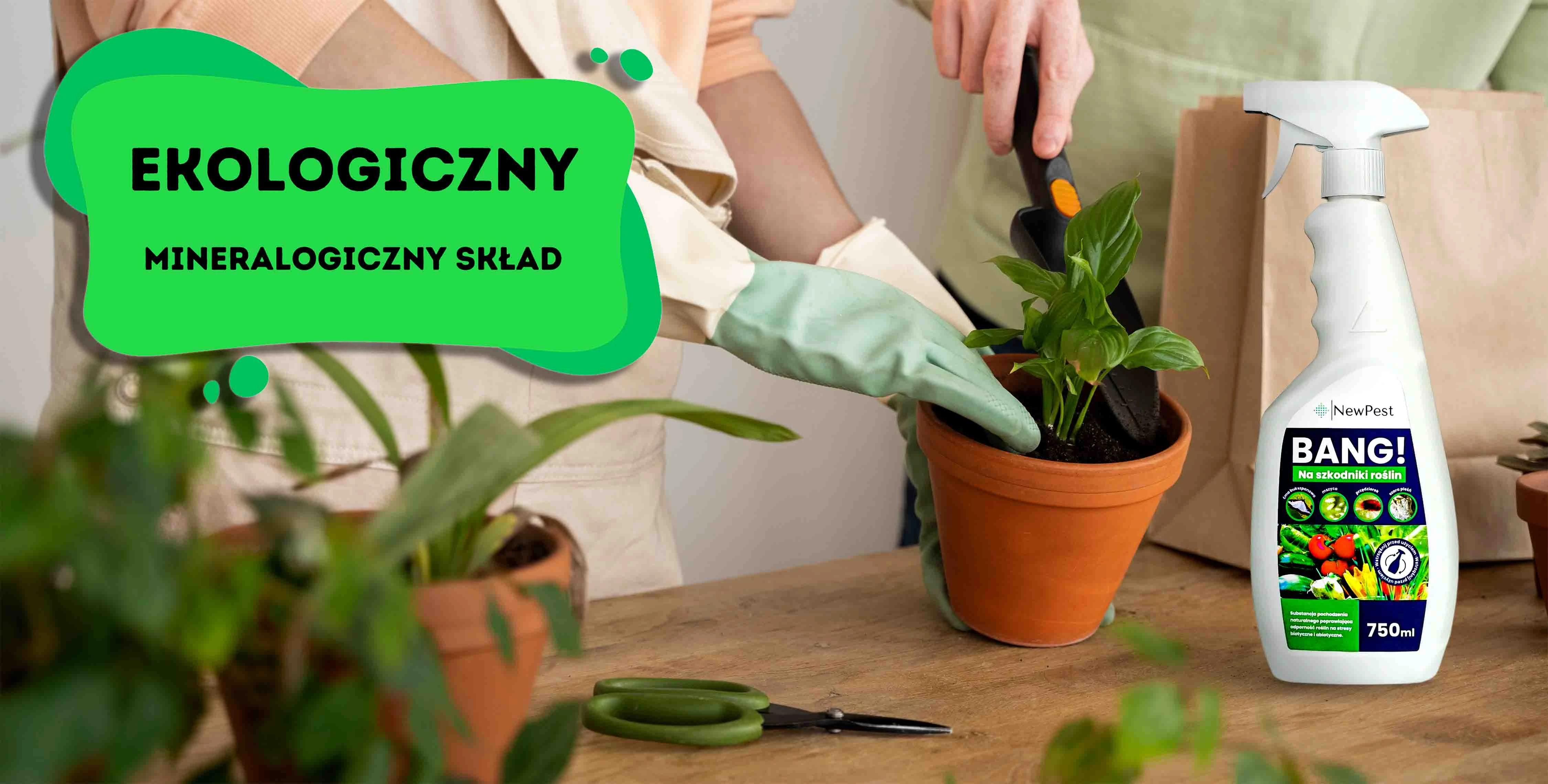Reklama preparatu BANG! na szkodniki roślin marki NewPest; po lewej napis „Ekologiczny, mineralogiczny skład”, po prawej osoby pielęgnujące rośliny doniczkowe i butelka 750 ml produktu
