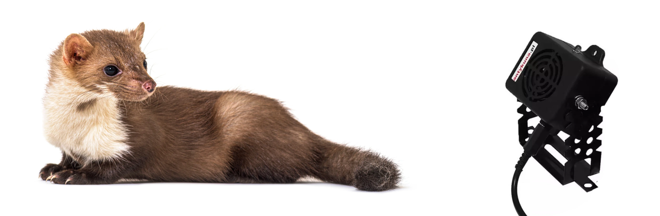 Kuna patrząca w stronę czarnego odstraszacza ultradźwiękowego zamontowanego na metalowym uchwycie, na białym tle.