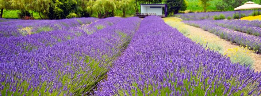 Pole lawendy w ogrodzie, fioletowe kwiaty lawendy w rzędach, uprawa lawendy w słonecznym krajobrazie.