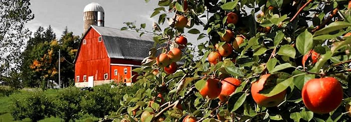 Gałęzie jabłoni z dojrzałymi jabłkami na pierwszym planie, w tle czerwona stodoła i silos na zielonym wzgórzu.