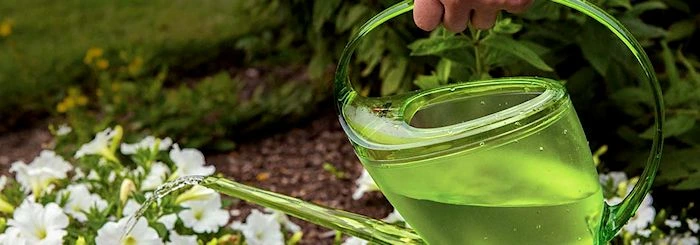 Podlewanie białych kwiatów w ogrodzie zieloną przezroczystą konewką.