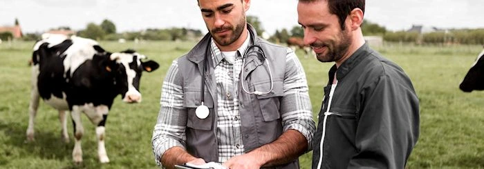 Lekarz weterynarii i rolnik omawiający dokumentację na pastwisku, w tle krowy.