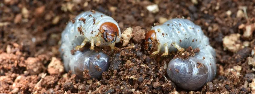 Pędraki w glebie żerujące na korzeniach roślin uszkodzony trawnik larwy chrabąszcza majowego w ziemi ogród zniszczony przez pędraki.