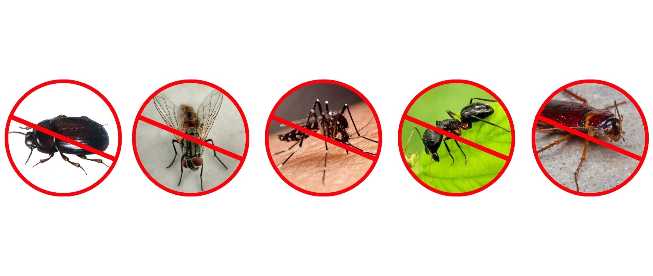 Grafika z przekreślonymi owadami: osa, mucha, komar, mrówka, karaluch, ćma i kleszcz – symbole działania środka owadobójczego.