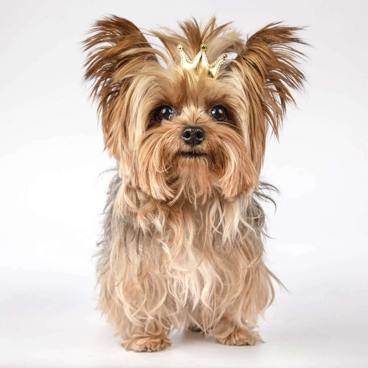 Yorkshire terrier z długą sierścią, ozdobiony złotą koroną na głowie, stoi na białym tle