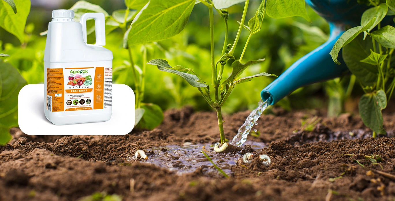 Ekstrakt z wrotyczu Agropak, 5 l, naturalny preparat mikrobiologiczny na szkodniki glebowe; podlewanie rośliny ogrodowej z widocznymi larwami w glebie.