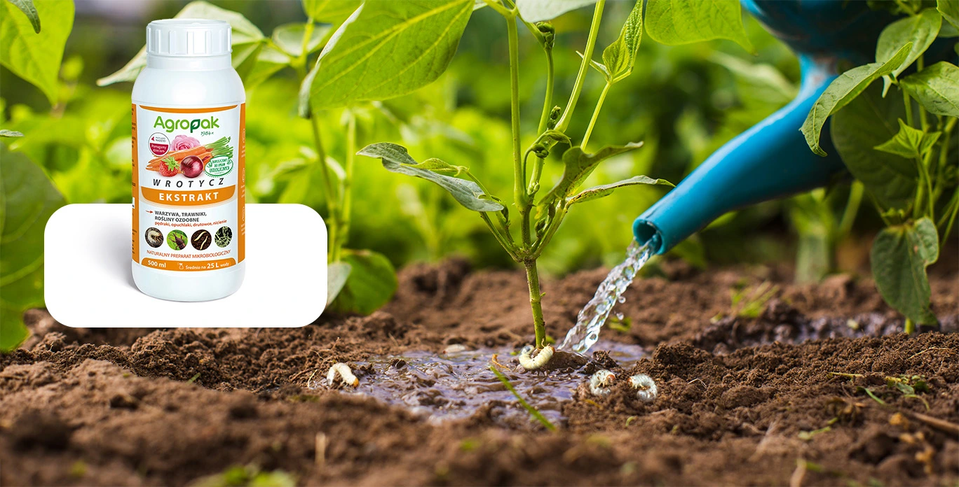 Ekstrakt z wrotyczu Agropak, 500 ml, naturalny preparat mikrobiologiczny na szkodniki glebowe; podlewanie rośliny w ogrodzie.