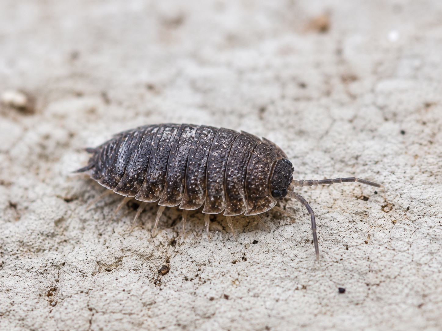 Prosionek szorstki Porcellio scaber na jasnym podłożu – zbliżenie lądowego skorupiaka w wilgotnym środowisku