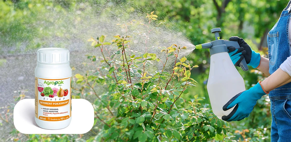 Agropak BioSap, 200 ml, deterent pokarmowy dla roślin ozdobnych i warzyw; oprysk róż w ogrodzie za pomocą ręcznego spryskiwacza.