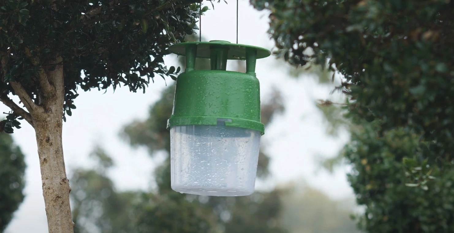Zielona pułapka wisząca na owady, zawieszona na drzewie, mokra od deszczu, z przezroczystym pojemnikiem dolnym.