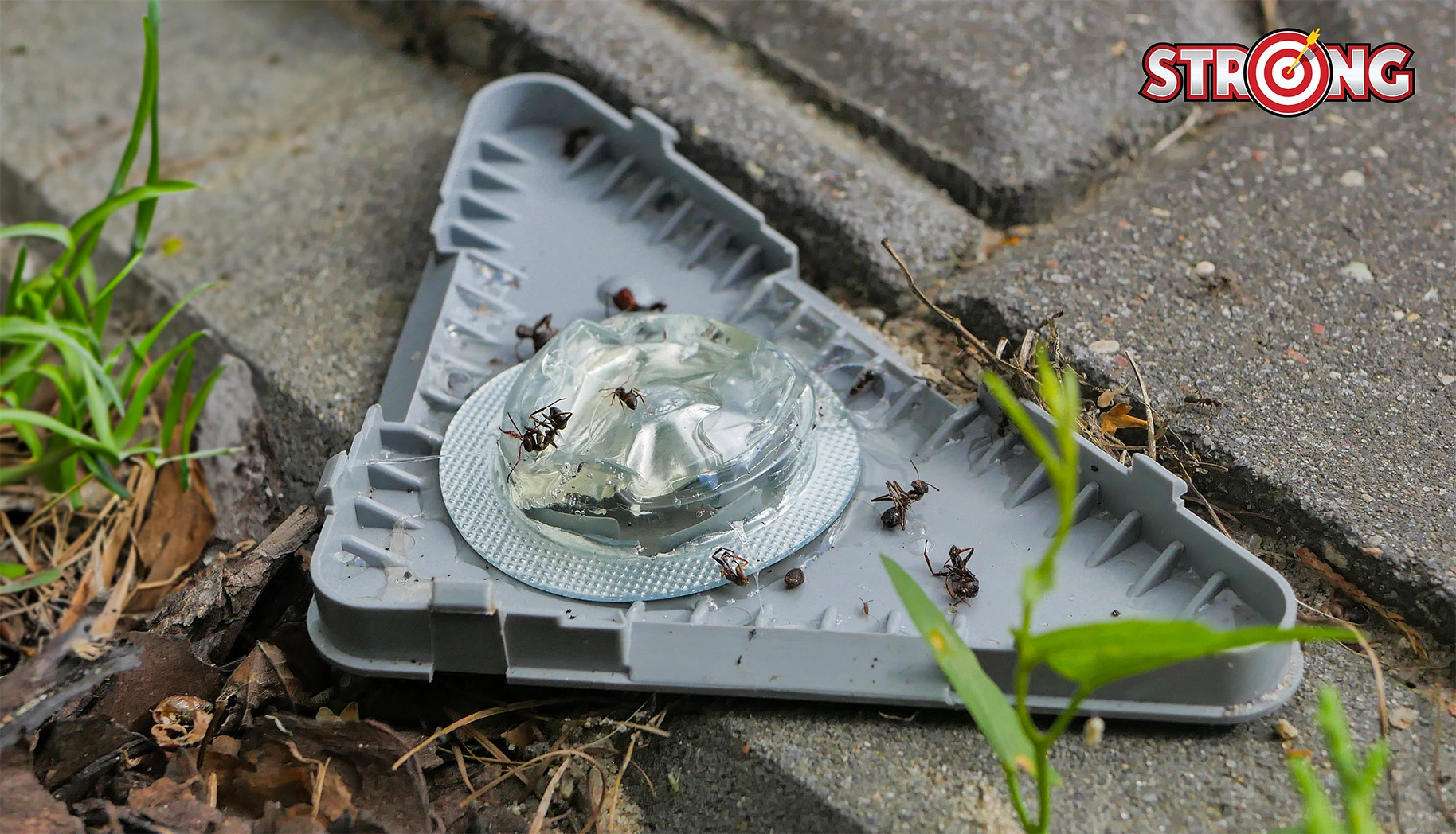 Trójkątna pułapka STRONG na mrówki ustawiona na zewnątrz, z przezroczystym żelem i martwymi owadami wokół.