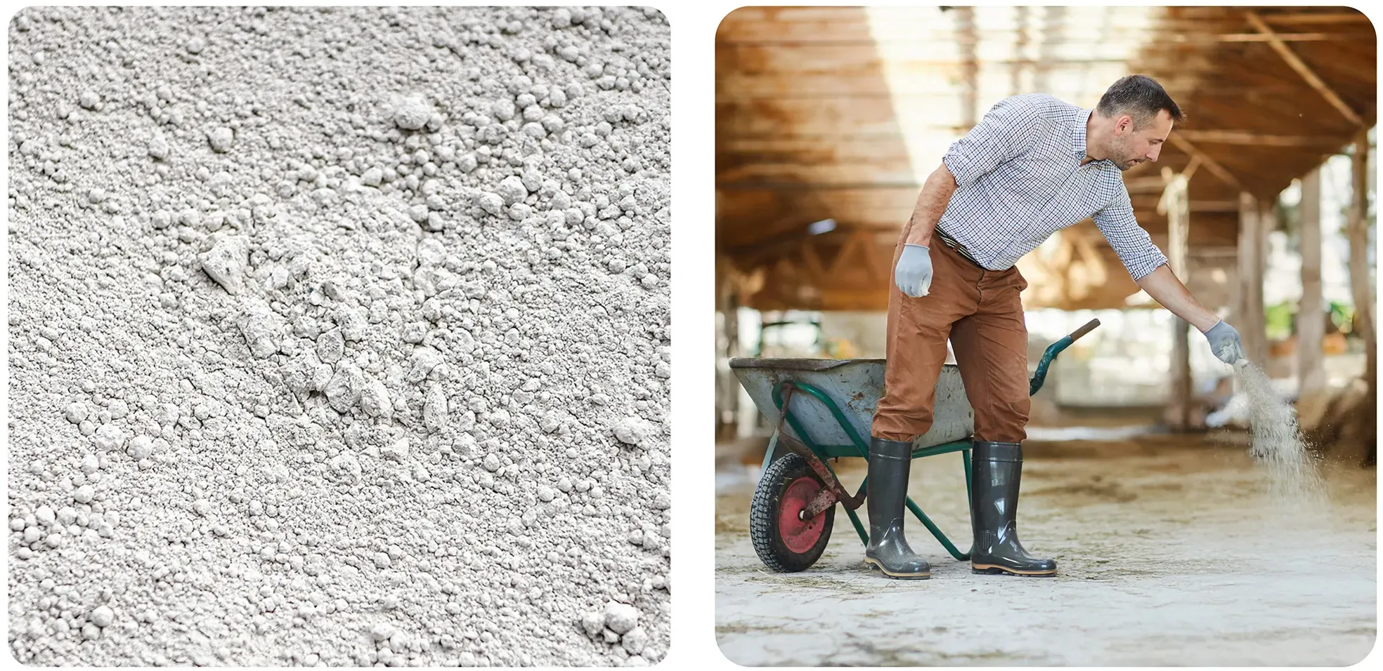Mężczyzna w oborze stosuje środek dezynfekujący Strong Agro — niesie wiadro, a następnie posypuje nim podłoże w oborze.