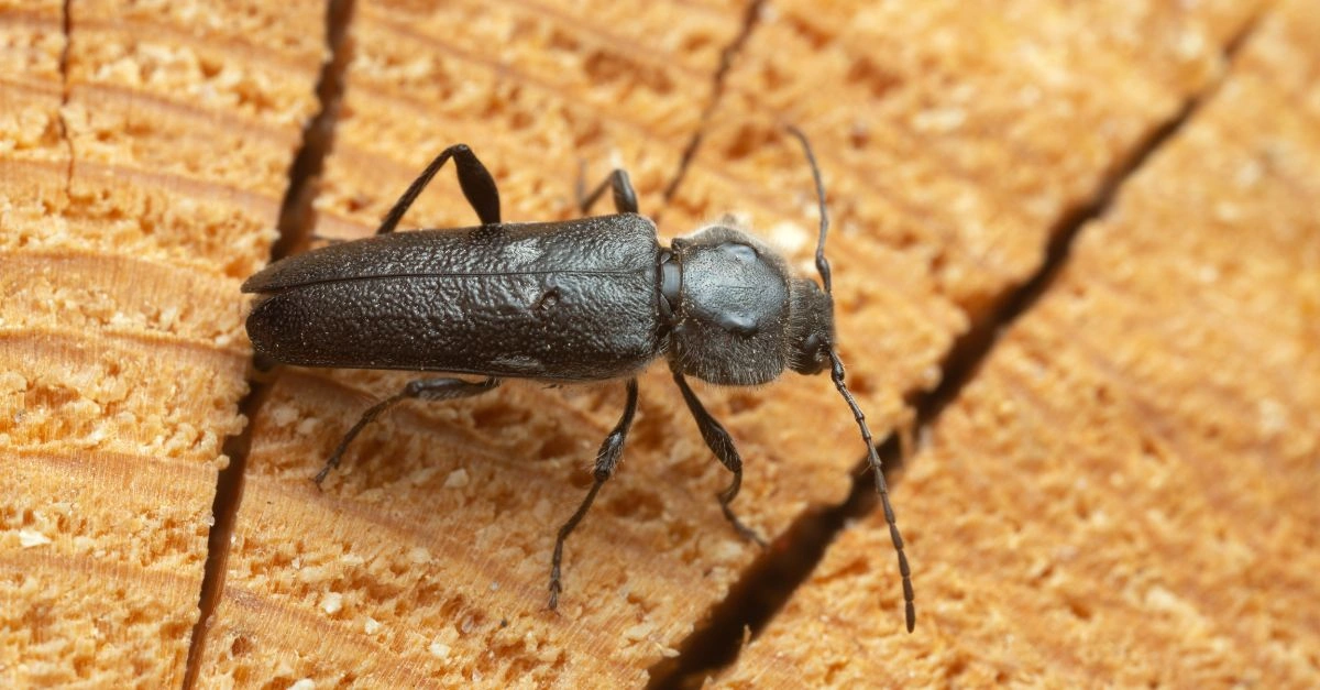 Spuszczel pospolity na drewnie – dorosły chrząszcz szkodnik drewna niszczący konstrukcje drewniane