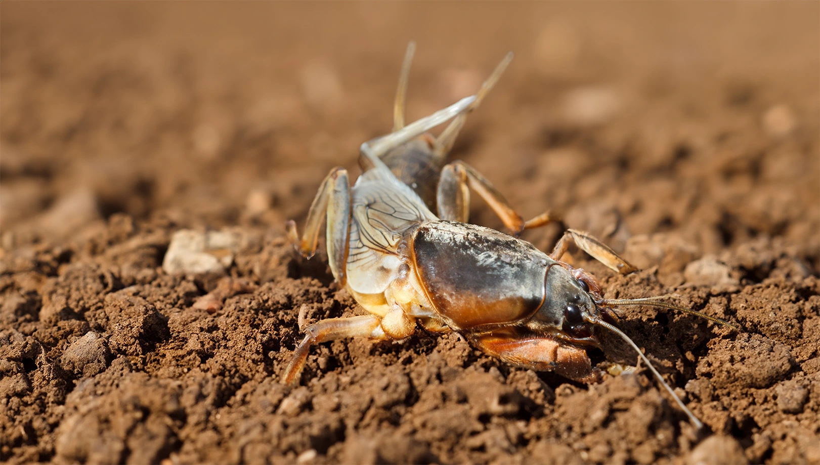 Zdjęcie przedstawia szkodnika roślin - turkucia podjadka.
