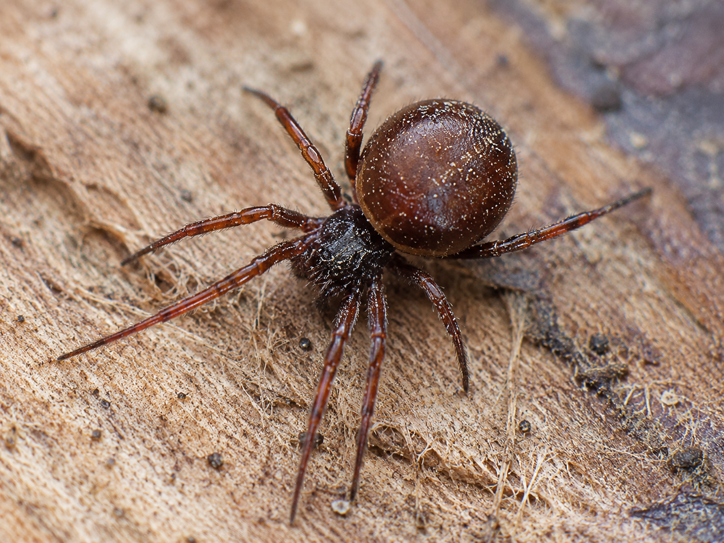 Zyzuś tłuścioch (Steatoda bipunctata) na drewnianej powierzchni – zbliżenie pająka z charakterystycznym kulistym odwłokiem i brązowym ubarwieniem