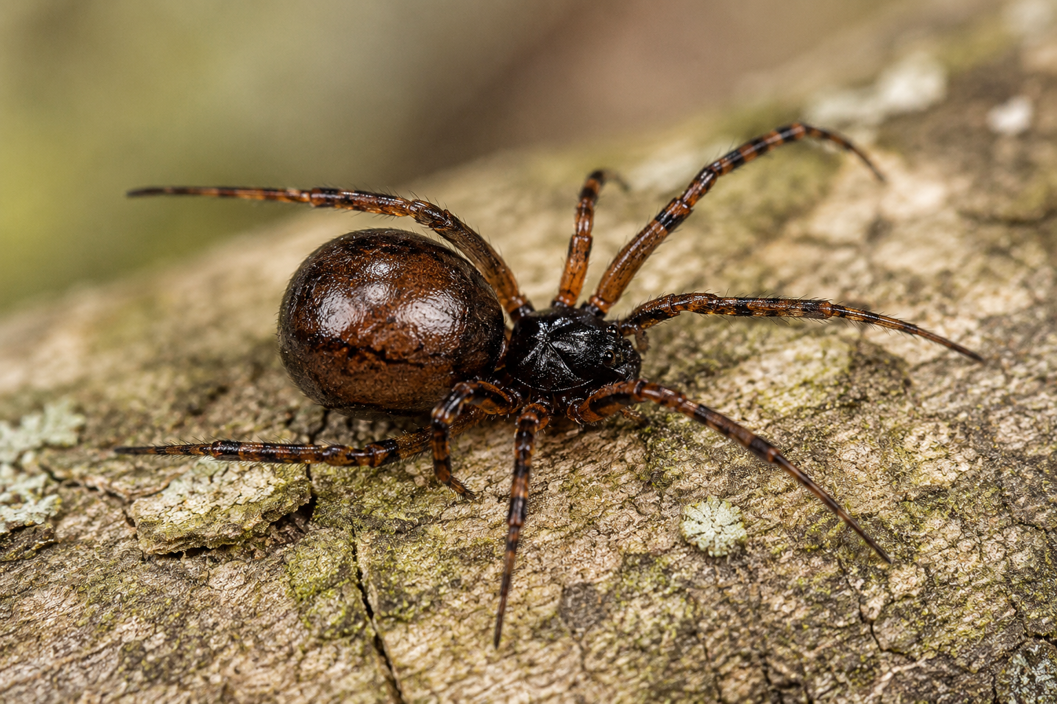 Makrofotografia pająka Zyzuś tłuścioch (Steatoda bipunctata) na korze drzewa, widoczne błyszczące ciemnobrązowe odwłok i smukłe odnóża, naturalne rozmyte tło leśne