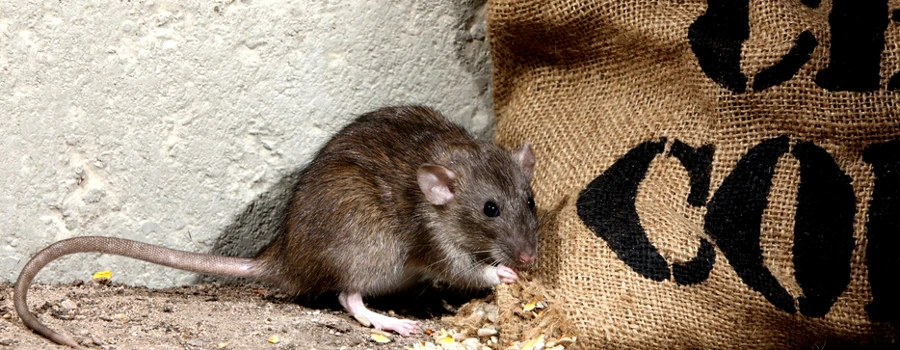 Szczur przy worku jutowym z rozsypanym ziarnem, w kącie przy ścianie betonowej.