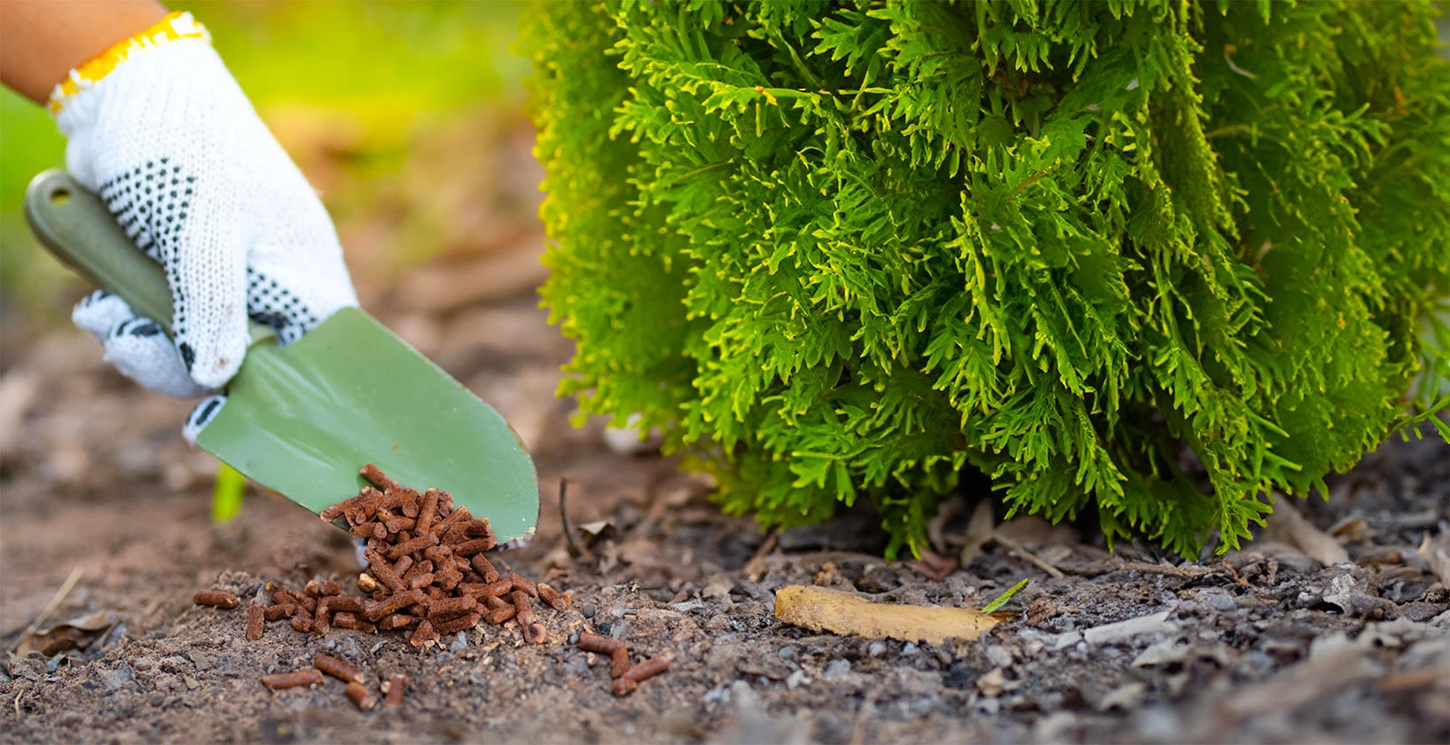 Osoba w rękawiczce ogrodowej rozsypuje granulowany nawóz łopatką przy zielonym krzewie.