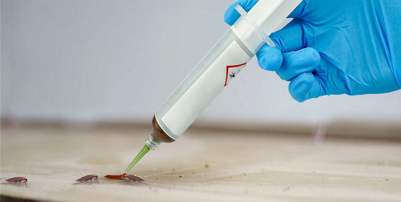 Aplikacja żelu owadobójczego ze strzykawki na podłogę, obok żerujące karaluchy, dłoń w niebieskiej rękawiczce.