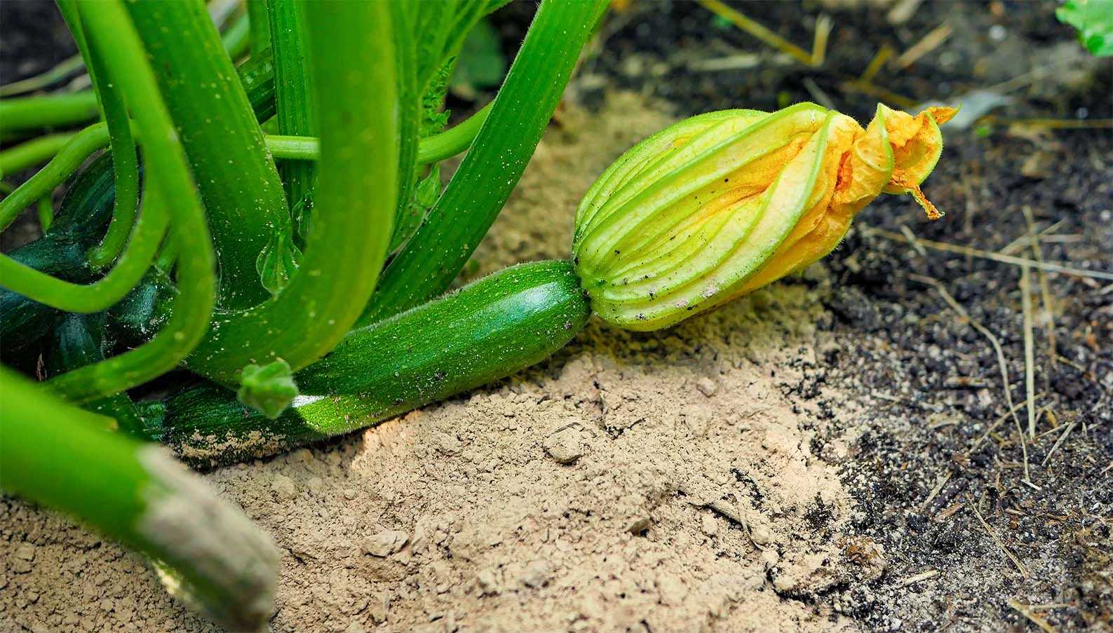 Młoda cukinia z kwiatem rosnąca w ogrodzie; wokół podstawy rośliny rozsypana ziemia okrzemkowa.